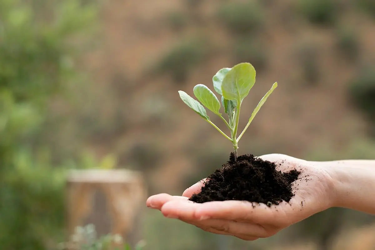 Engagement écologique : comment Tipii' imprime vos souvenirs tout en préservant la planète ?