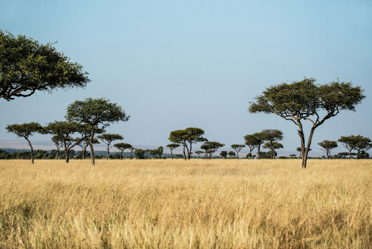 Acacias dans la savane africaine