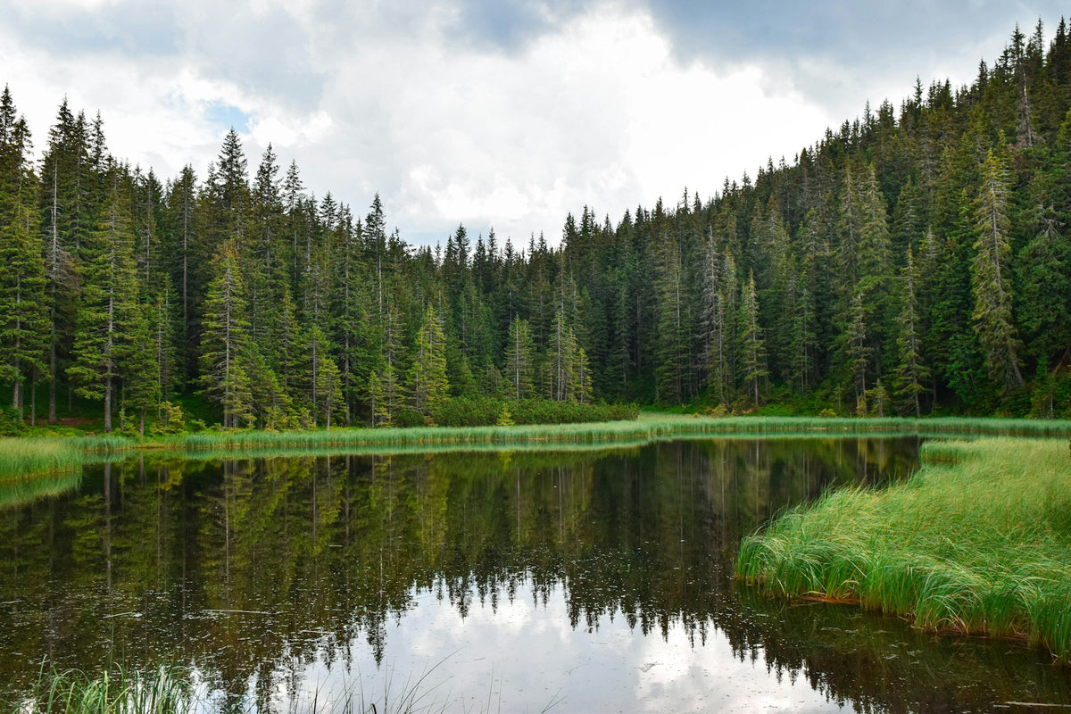 Forêt de pins au bord d'un lac